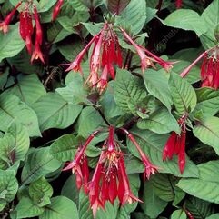 Garden or pot Fuchsia - Tryphylla Thalia