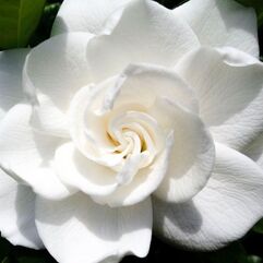 Gardenia Amee Yoshiba - Gardenia Jasminoides