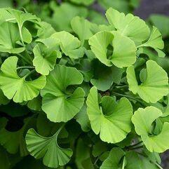 Gingko biloba  Maidenhair Tree