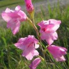 Gladiolus X Nana Thumbergia - Charming Beauty