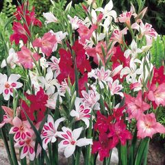 Gladiolus X Nana - Mixed