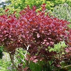 Cotinus coggygria - Grace Smokebush