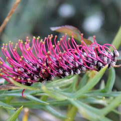 Grevillea Poorinda Peter