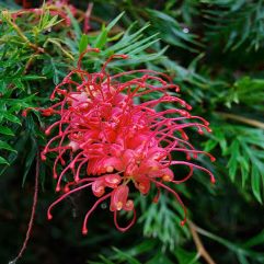 Grevillea banksii x bipinnatifida 