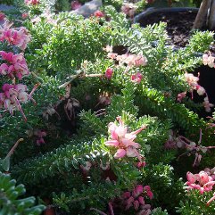 Grevillea lanigera 'Mount Tamboritha'