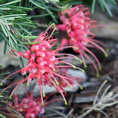 Grevillea obtusifolia 'Gingin Gem'