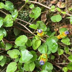 Ground cover or trailing Fuchsia - Procumbens