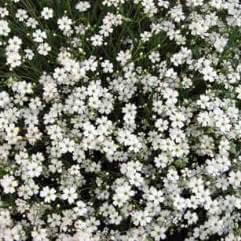 Gypsophila paniculata Single White - Single Baby's Breath