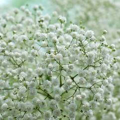 Gypsophila Paniculata Snowflake - Double White Baby