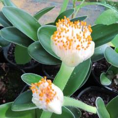 Haemanthus Albiflos - White Paint Brush Lily