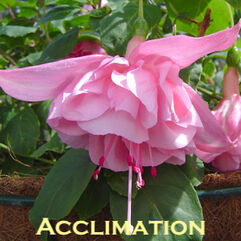 Hanging Basket Fuchsia - Acclimation