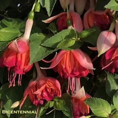 Hanging Basket Fuchsia - Bicentennial