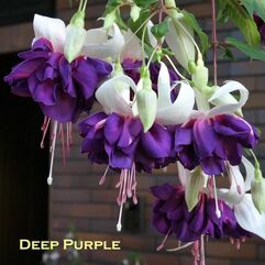 Hanging Basket Fuchsia - Deep Purple