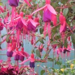 Hanging Basket Fuchsia - Derby Imp