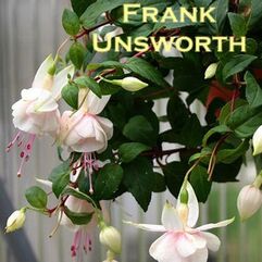 Hanging Basket Fuchsia - Frank Unsworth