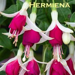 Hanging Basket Fuchsia - Hermiena