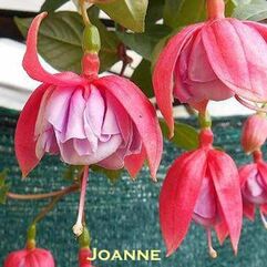 Hanging Basket Fuchsia - Joanne