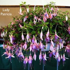 Hanging Basket Fuchsia - Lady Patricia Mountbatten
