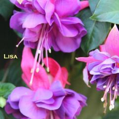 Hanging Basket Fuchsia - Lisa