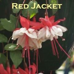 Hanging Basket Fuchsia - Red Jacket