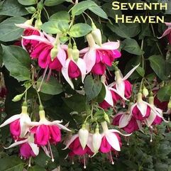 Hanging Basket Fuchsia - Seventh Heaven
