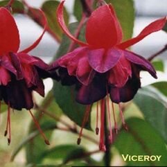 Hanging Basket Fuchsia - Viceroy