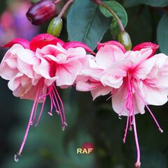 Hanging Basket Fuchsia - Raf