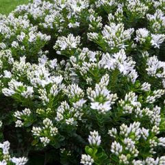 Hebe buxifolia