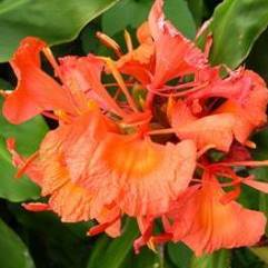 Hedychium Greenii - Orange Flowering Ginger Lily