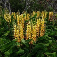 Hedychium Gardnerianum - Yellow Flowering Ginger Lily