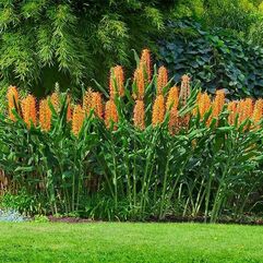 Hedychium x Moorei 'Tara' - Tara Hardy Ginger Lily 