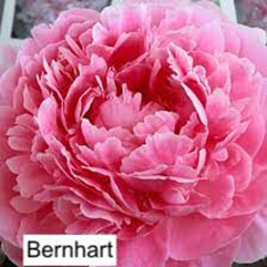 Herbaceous Peony - Sarah Bernhart