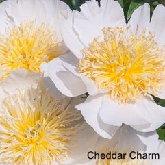 Herbaceous Peony - Cheddar Charm