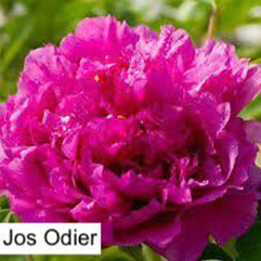 Herbaceous Peony - Jos Odier