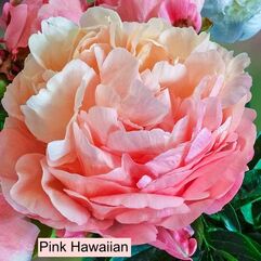 Herbaceous Peony - Pink Hawaiian