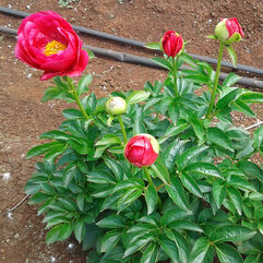 Herbaceous Peony - Rosedale