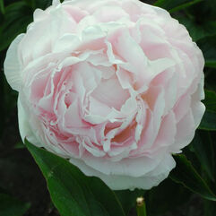 Herbaceous Peony - Shirley Temple