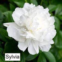 Herbaceous Peony - Sylvia