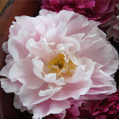 Herbaceous Peony - Double Combination