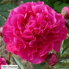 Herbaceous Peony - Felix Crousse