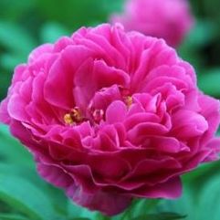 Herbaceous Peony - Kansas