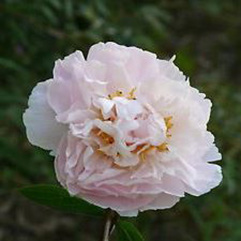 Herbaceous Peony - Marguerite Gerard