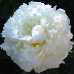 Herbaceous Peony - Marie Lemoine