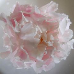 Herbaceous Peony - Popular Pink