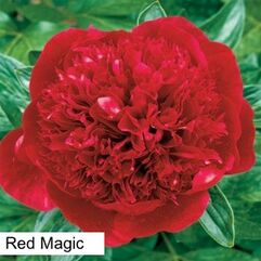 Herbaceous Peony - Red Magic