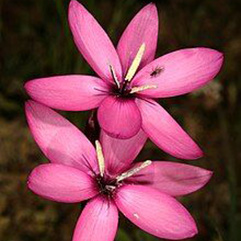 Hesperantha pauciflora