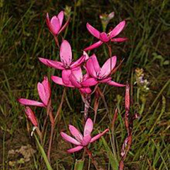 Hesperantha pauciflora