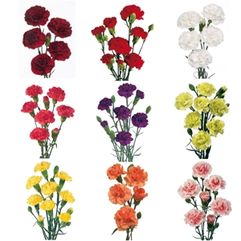 Highly Perfumed Miniature Carnations