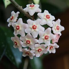 Hoya Carnosa  Pink Hoya