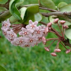 Hoya Carnosa  Pink Hoya